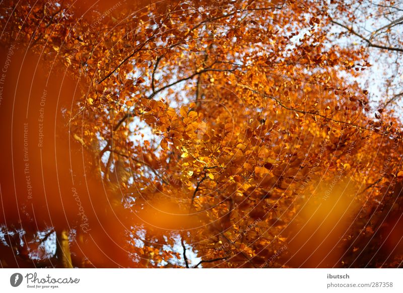 Autumn in Frankfurt Nature Plant Fire Sky Sunrise Sunset Sunlight Weather Beautiful weather Tree Leaf Garden Park Forest Town Deserted Emotions Happy