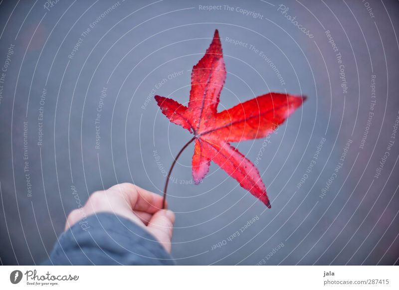 red leaf Hand Fingers Nature Autumn Leaf Wild plant Esthetic Natural Gray Red Maple leaf Colour photo Exterior shot Copy Space left Neutral Background Day