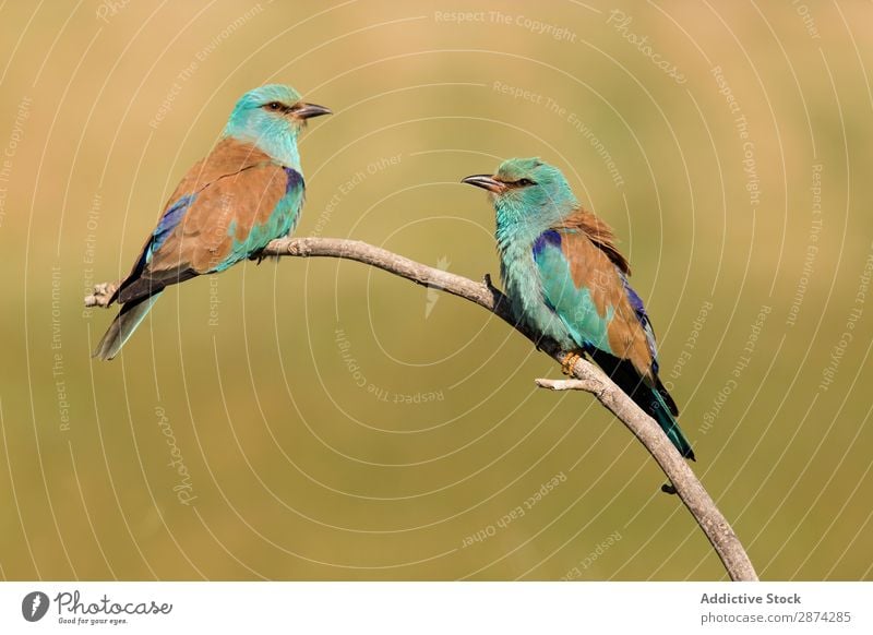 Wonderful bright birds on twig near plants Bird bee eater Twig Plant Bright Multicoloured Field Grass Branch Meadow wildlife Beak Animal Wild Nature fauna