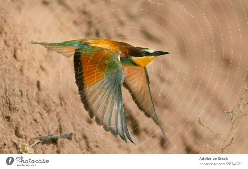 Wonderful bright bird near stones Bird Wild bee eater Stone Bright Flying Rock Multicoloured wildlife Beak Animal Nature fauna Summer Feather Wing Exotic