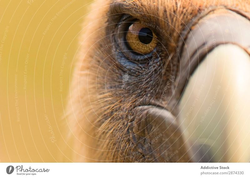 Extreme Close-Up Photographs Of Birds' Eyes