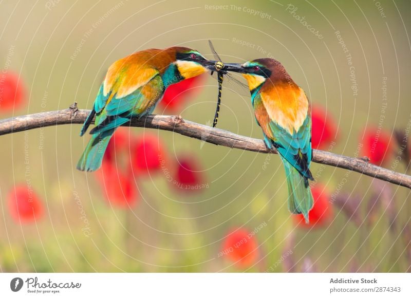 Wonderful bright birds with dragonfly on twig Dragonfly Bird bee eater Twig Bright Multicoloured Hunting catching Branch wildlife Beak Animal Wild Nature fauna
