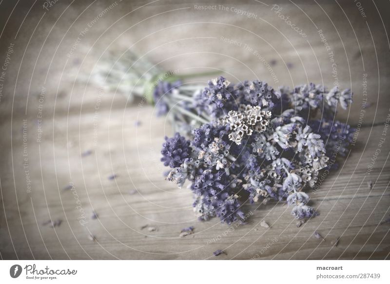 lavender Lavender floats Table Flower Blossom Bouquet Violet Fragrance Odor Wooden table Wooden board Blossoming Comforting Medicinal plant Medication