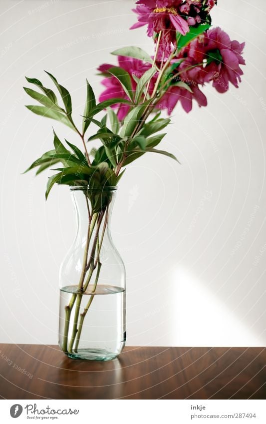 Pure Pentecost Rose Decoration Table Water Flower Peony Bouquet Vase Glass Bottle Wood Esthetic Simple Fresh Natural Beautiful Brown Green Pink Red Clarity