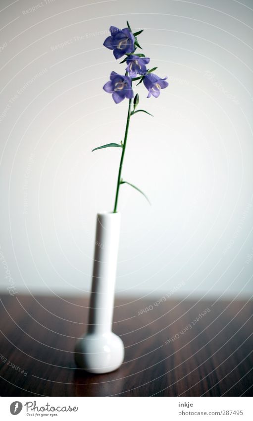 Bellflower, simple Decoration Table Flower Blossom Bluebell Vase Flower vase Blossoming Stand Thin Simple Small Long Natural Beautiful Brown Green Violet White