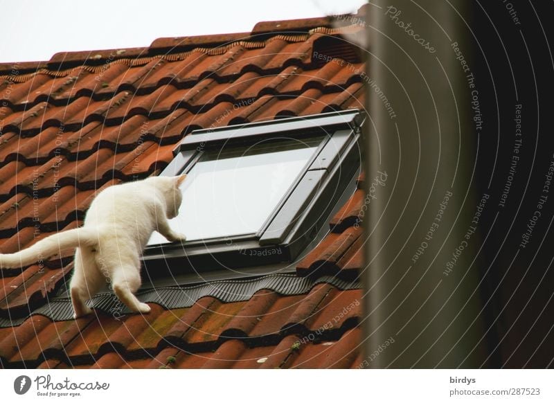 A white cat looks curiously from outside through a skylight. Funny pose. Roof Voyeurism Skylight Cat 1 Animal Observe Exceptional Brash Above Curiosity