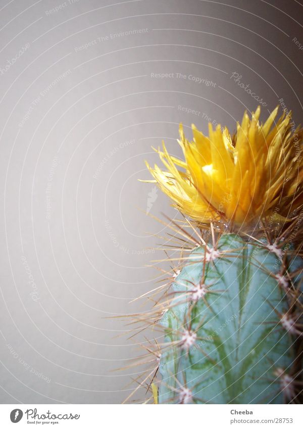 Cactus right outside Blossom Yellow Plant Green Half Flower Thorn Point