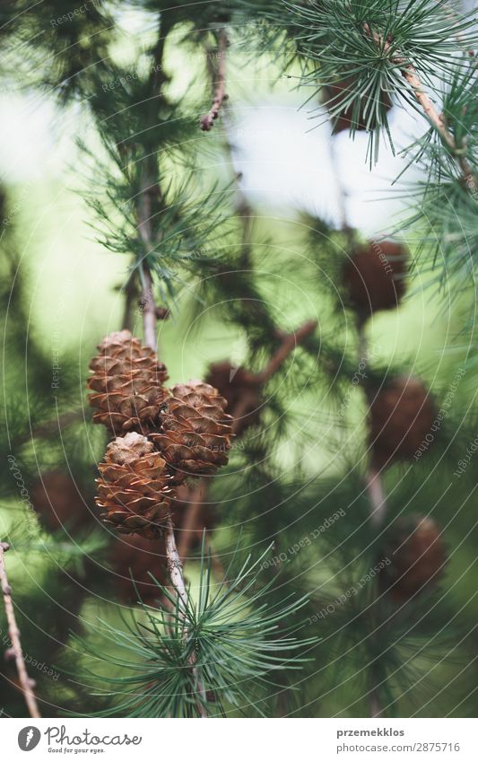 Pine cones and twigs, evergreen plant. Life Summer Decoration Environment Nature Plant Tree Forest Fresh Sustainability Natural Brown always branch close