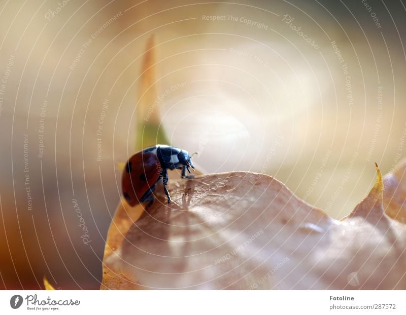 Still a little luck! Environment Nature Plant Animal Autumn Beautiful weather Leaf Beetle 1 Esthetic Free Bright Small Near Natural Red Black Ladybird Point