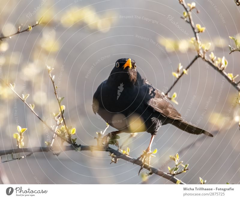 Skeptical look, blackbird Nature Animal Sky Beautiful weather Tree Leaf Twigs and branches Wild animal Bird Animal face Wing Claw Blackbird Beak Eyes Feather