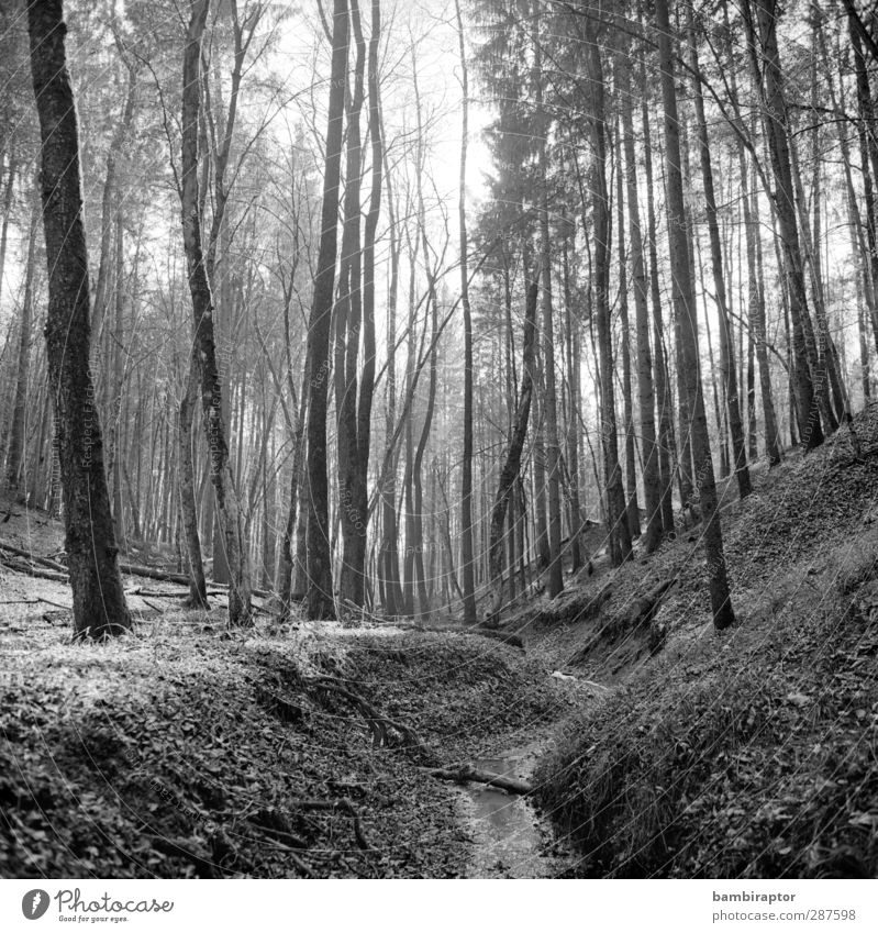 9 months ago Calm Winter Environment Nature Landscape Earth Snow Tree Forest Bright Cold Branch Thin Natural growth Black & white photo Exterior shot Deserted