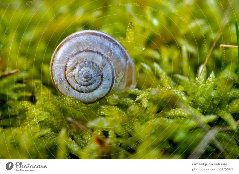 white snail on the ground Snail Animal Bug White Insect Small Shell Spiral Nature Plant Garden Exterior shot Fragile Cute Beauty Photography Loneliness