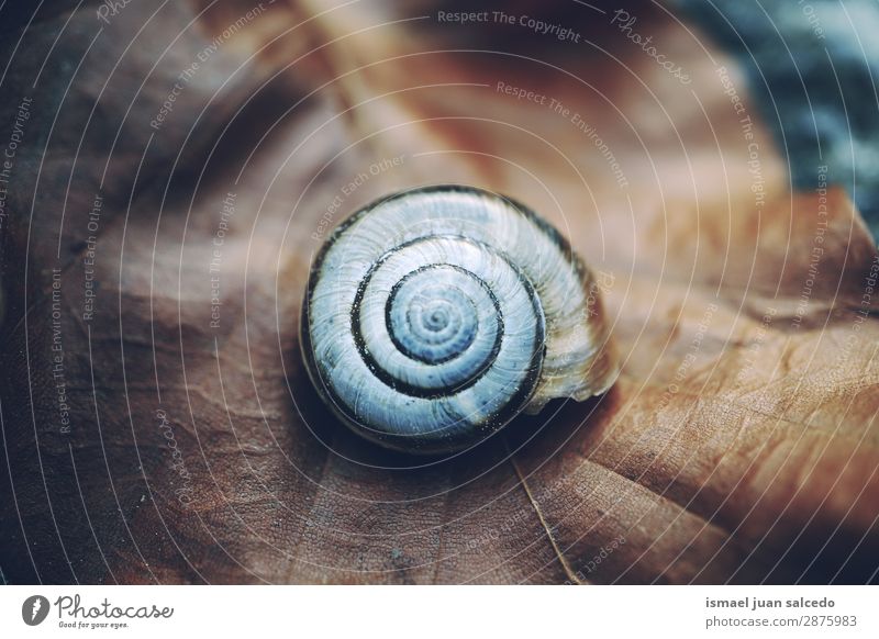 snail in the nature Snail Animal Bug White Insect Small Shell Spiral Nature Plant Garden Exterior shot Fragile Cute Beauty Photography Loneliness