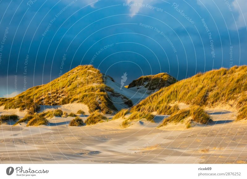 Landscape in the dunes on the island of Amrum Relaxation Vacation & Travel Tourism Beach Ocean Island Nature Sand Clouds Autumn Coast North Sea Blue Yellow