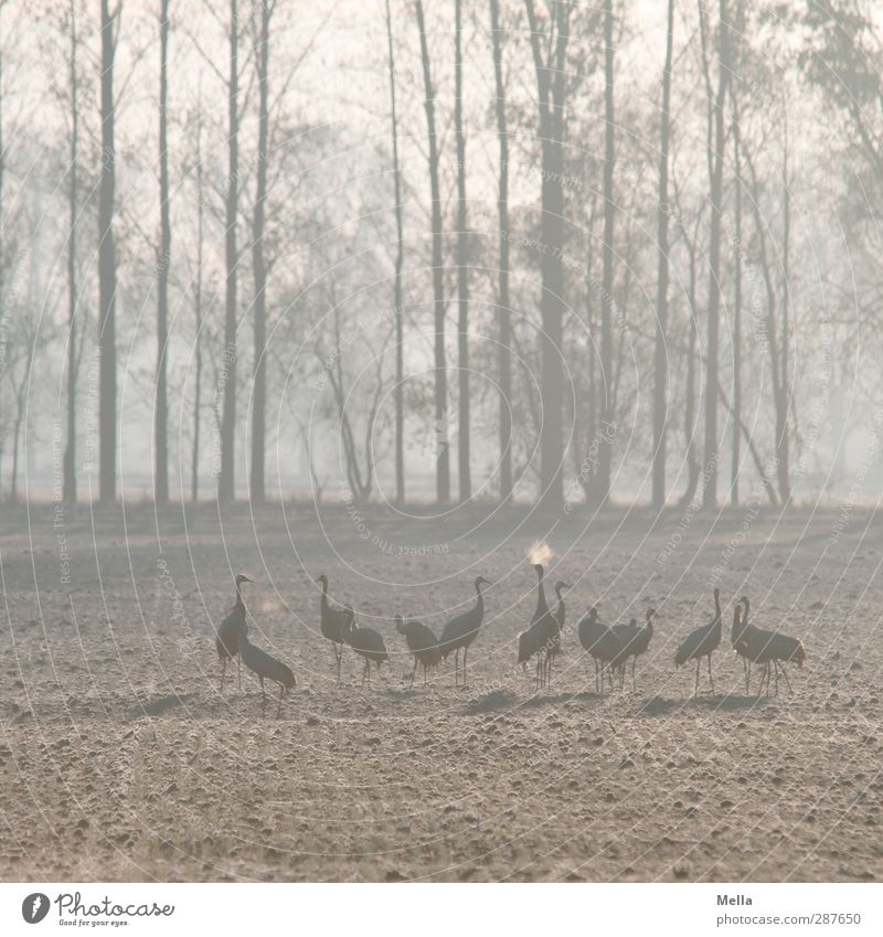The breath Environment Nature Landscape Animal Autumn Winter Tree Meadow Field Bird Crane Group of animals Breathe Stand Together Cold Natural Blue Colour photo