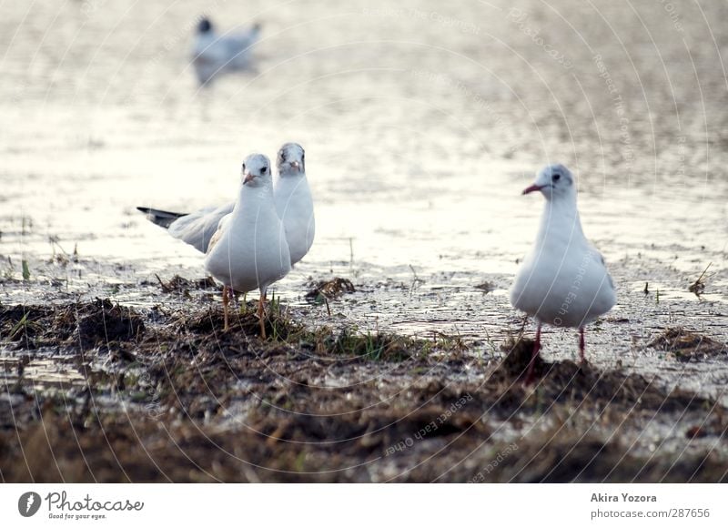 Just looking. Nature River bank Animal Wild animal Bird Seagull Gull birds 4 Observe Stand Wait Together Curiosity Brown Gray White Watchfulness Attachment