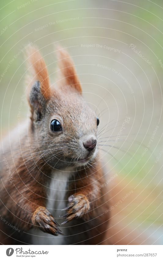 croissant Environment Nature Animal Wild animal Animal face 1 Brown Green Looking Squirrel Rodent Colour photo Exterior shot Deserted Copy Space top Morning