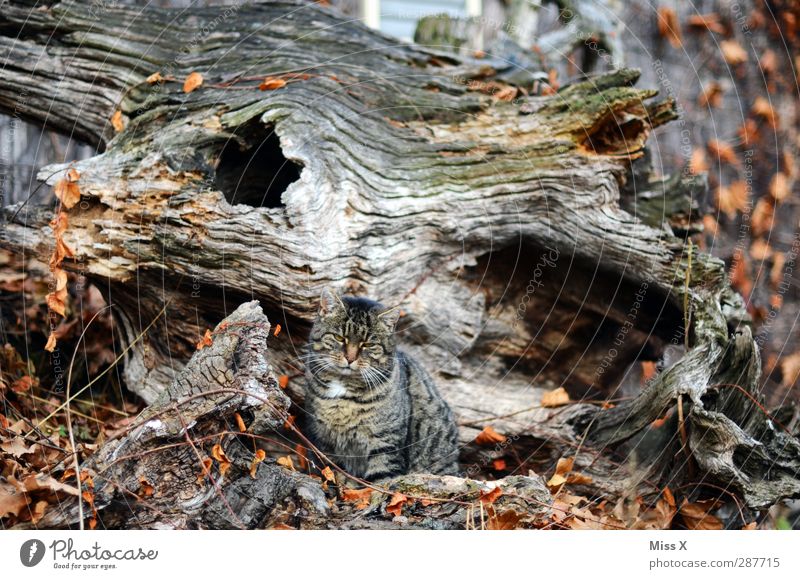 cat search image Autumn Tree Animal Cat 1 Brown Gray Hide Camouflage Tree trunk Wood Brittle Rebus Leaf Colour photo Subdued colour Exterior shot Pattern