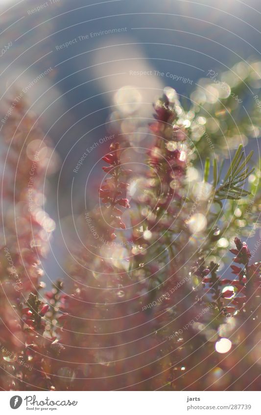 colored Autumn Winter Beautiful weather Flower Garden Fresh Glittering Natural Green Red Nature Fir branch Colour photo Exterior shot Close-up Deserted