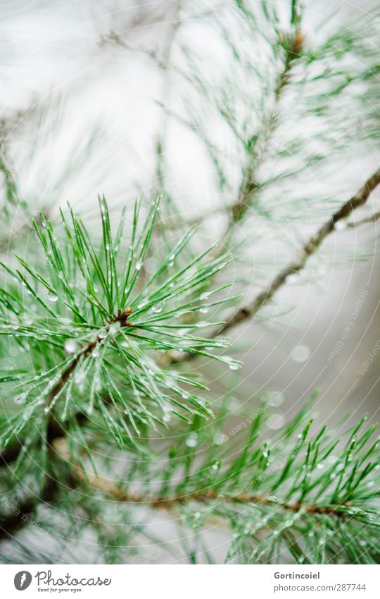 Scots pine Nature Winter Rain Plant Tree Forest Wet Green Coniferous trees Drops of water Fir needle Colour photo Exterior shot Copy Space top