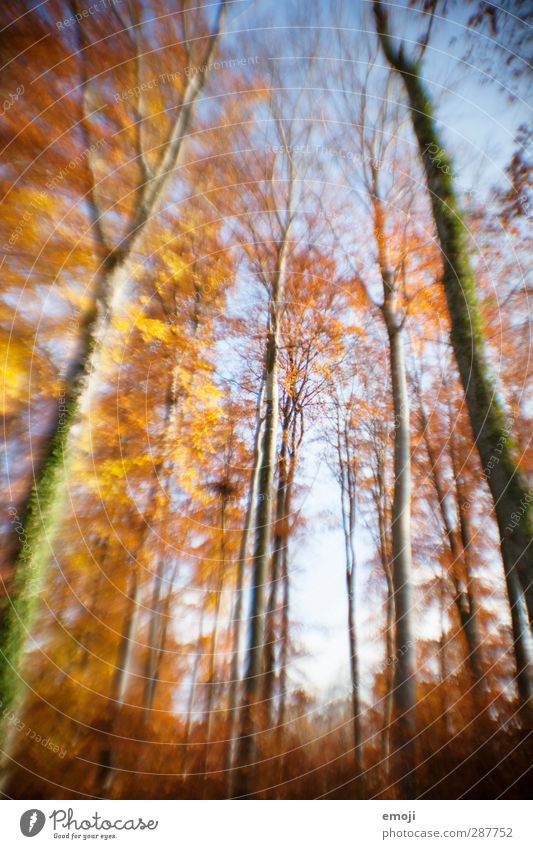 wannabe lensbaby Environment Nature Sky Autumn Beautiful weather Plant Tree Forest Natural Distorted Colour photo Exterior shot Deserted Day Blur Motion blur