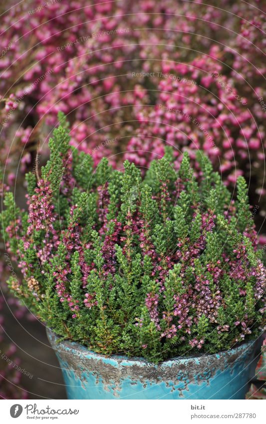 Erika wears standing hair today Living or residing Plant Autumn Bushes Pot plant Garden Decoration Blossoming Beautiful Green Mountain heather Heather family