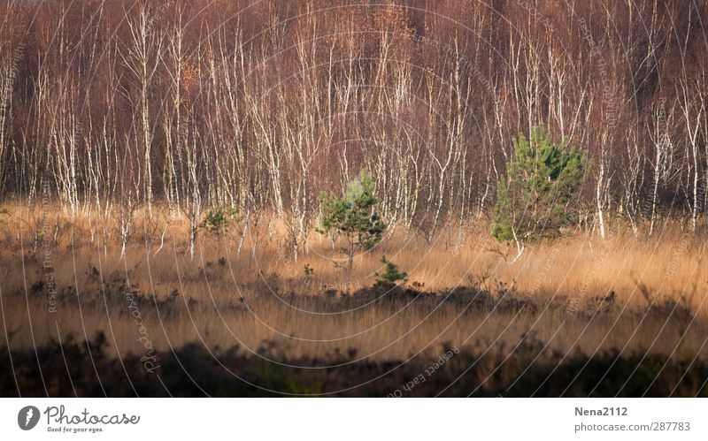 Autumn to the Venn Environment Nature Landscape Plant Earth Beautiful weather Tree Grass Bushes Wild plant Meadow Forest Brown Green Nature reserve Bog