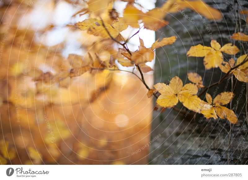 on the left Environment Nature Plant Autumn Tree Leaf Forest Natural Yellow Tree trunk Colour photo Exterior shot Deserted Copy Space left Day
