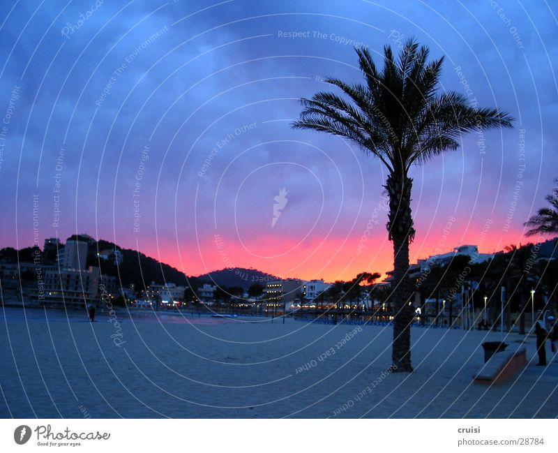 malle sky Spain Majorca Beach Palm tree Palma de Majorca Sandy beach Multicoloured Morning Violet Europe Sun Sky Dusk Dawn