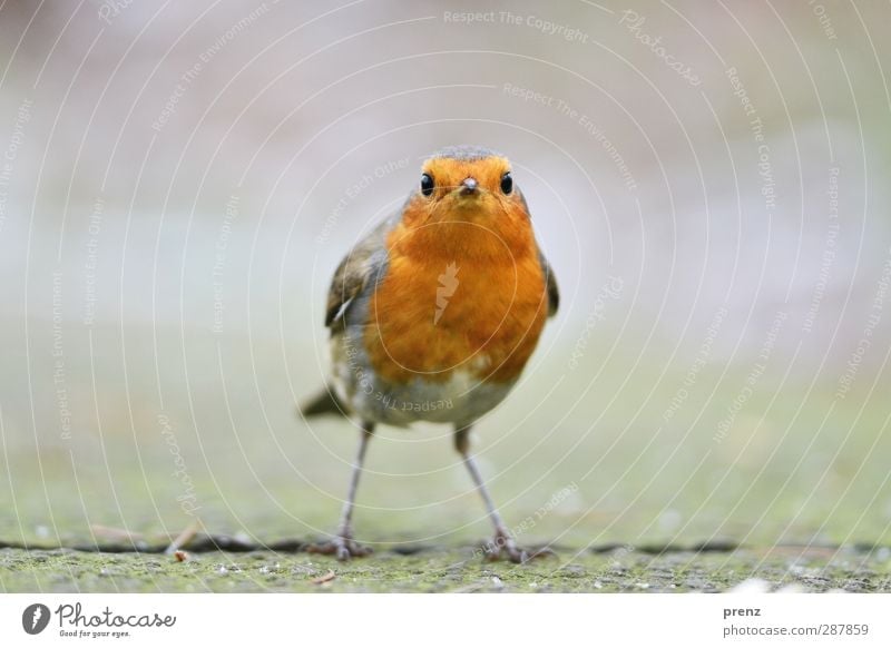 Look me in the eye Environment Nature Animal Wild animal Bird 1 Cute Gray Orange Robin redbreast Songbirds Stand Looking Colour photo Exterior shot Deserted