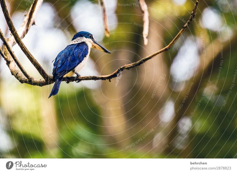 today is bird day... Asia Virgin forest blurriness Contrast Light Day Deserted Colour photo Wanderlust Love of animals Detail Animal portrait Exterior shot Cute