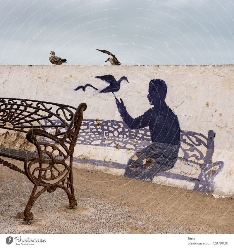 SET YOU Human being 1 Essaouira Wall (barrier) Wall (building) Bird Sit Life Beginning Bench Seagull Morocco Colour photo Exterior shot Structures and shapes