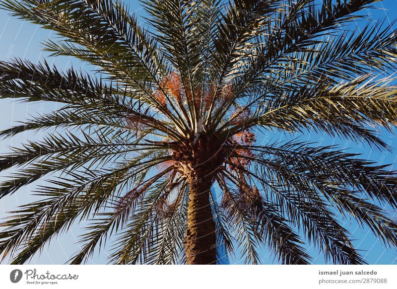 palm tree in the beach Tree Palm tree Branch Plant Leaf Green Garden Floral Nature Tropical Sky Abstract Consistency Neutral Background Spring Summer Autumn