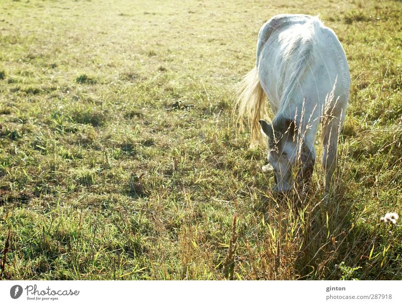 White horse Nature Landscape Plant Animal Sunlight Beautiful weather Grass Foliage plant Meadow Farm animal Horse 1 Blossoming To feed Esthetic Fresh Bright