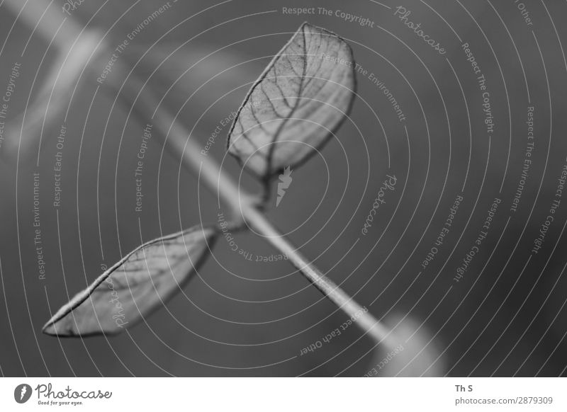 leaf Nature Plant Spring Autumn Winter Leaf Faded Esthetic Authentic Simple Elegant Natural Gray Black White Serene Patient Calm Uniqueness Black & white photo