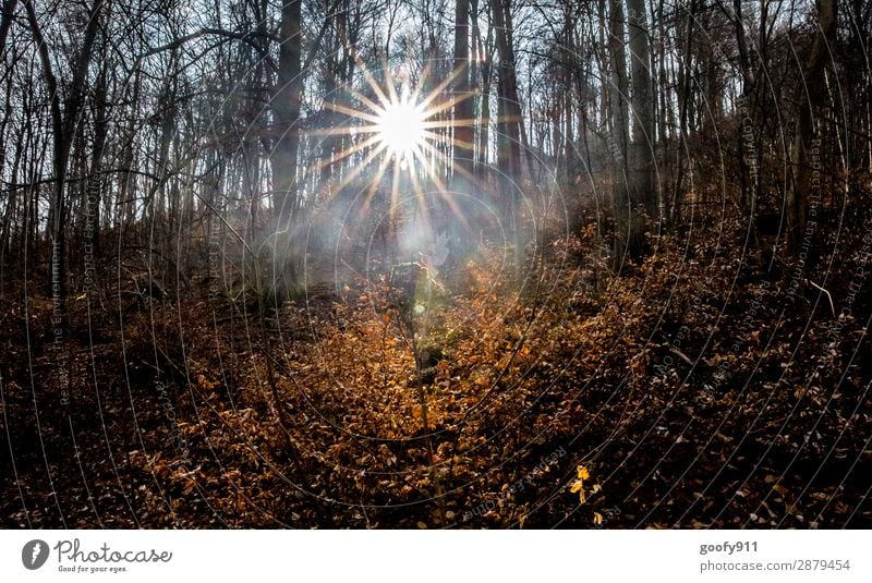 Rays of hope II Leisure and hobbies Trip Adventure Freedom Sun Hiking Environment Nature Landscape Sunrise Sunset Sunlight Spring Beautiful weather Tree Leaf