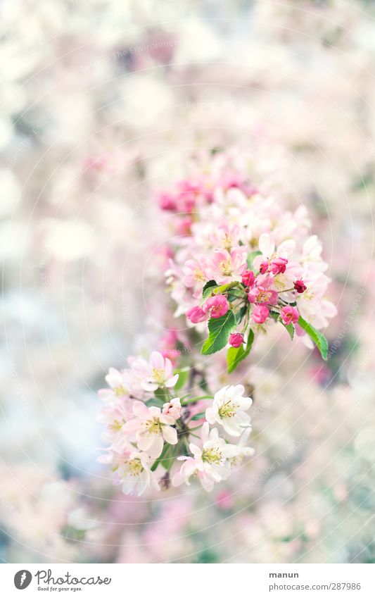 flowering twig Nature Spring Tree Blossom Twigs and branches Cherry blossom Apple blossom Bright Natural Pink White Spring fever Anticipation Colour photo