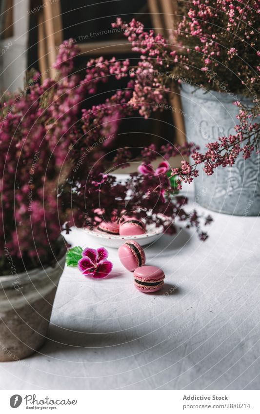 macaroons served on a plate Delicious Pink Macaron biscuit Snack Above Sweet Tradition Food Confectionary Gourmet Baked goods Bakery Candy variation Dessert