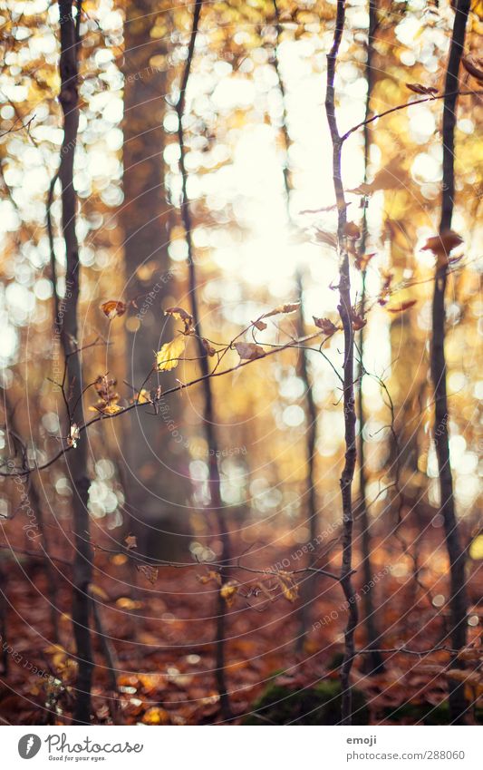 forest Environment Nature Autumn Plant Tree Leaf Forest Natural Brown Deciduous forest Colour photo Exterior shot Day Sunlight Sunbeam Shallow depth of field