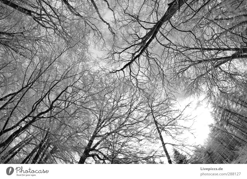 Branch against branch Environment Nature Plant Water Sky Winter Snow Tree Wild plant Forest Fresh Cold Gray Black White Black & white photo Exterior shot Day