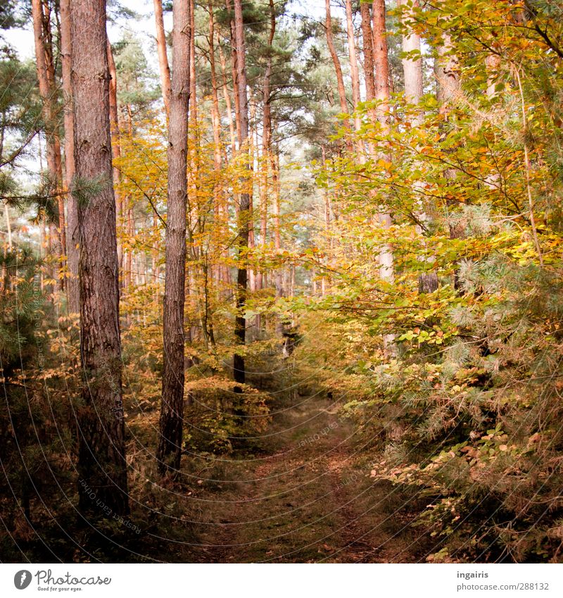 chestnut forest Trip Environment Nature Landscape Plant Sky Autumn Beautiful weather Tree Bushes Forest Footpath Wood Discover Relaxation Faded To dry up Growth