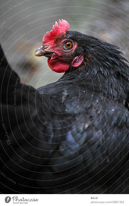 Free-range black chicken observing its stable. Nature Animal Farm animal Grand piano Zoo Observe Happy Natural Curiosity Black Organic produce Egg Barn