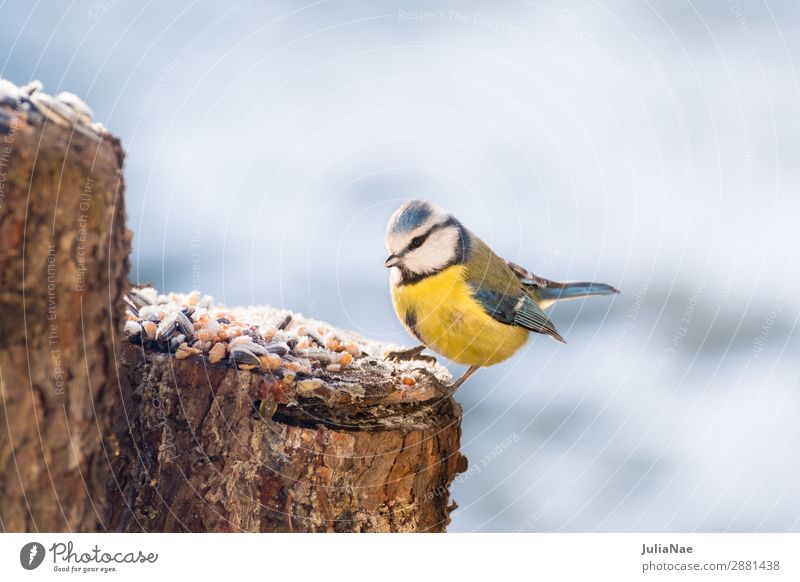 small blue tit looking for food in winter Tit mouse Bird Songbirds Feeding Nature Exterior shot Ice Snow Winter Cold