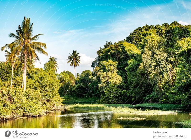 In the rainforest Wanderlust Tree Virgin forest Malaya Vacation & Travel Landscape Green Environmental protection Far-off places Climate Climate change Plant