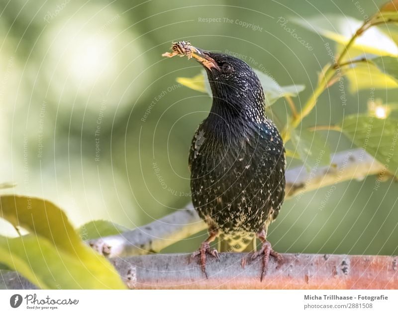 Star with food in his beak Nature Animal Sunlight Beautiful weather Tree Leaf Twigs and branches Wild animal Bird Animal face Wing Claw Starling Beak Feed