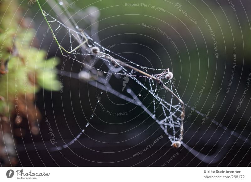 Indian summer Nature Flying Glittering Hang Thin Natural Soft Movement Network Transience Spider's web Indian Summer Autumn Dew String Stop Judder Moistened