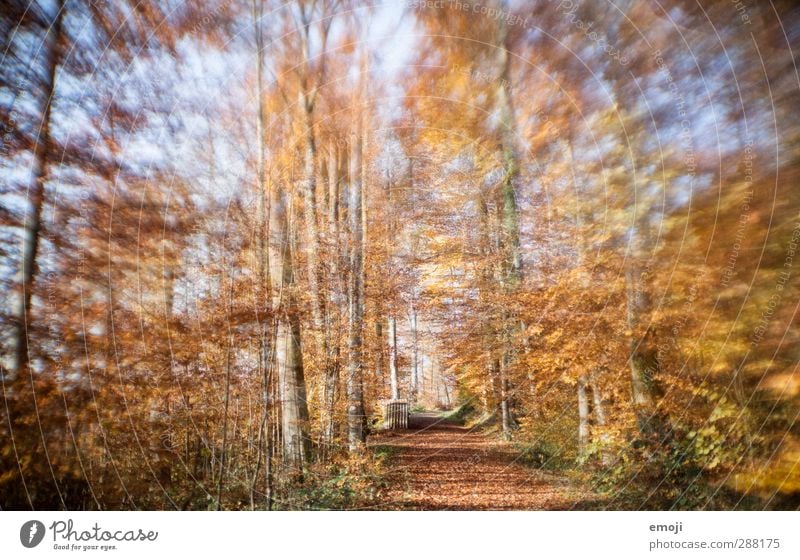 wannabe lensbaby II Environment Nature Landscape Autumn Plant Tree Forest Natural Yellow Gold Deciduous forest Colour photo Exterior shot Deserted Day Blur