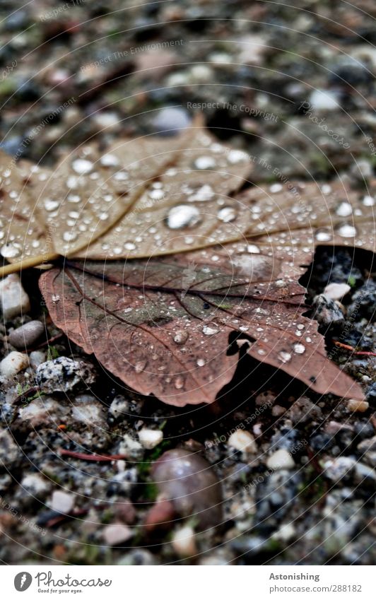 Crashed Environment Nature Plant Earth Sand Water Drops of water Autumn Bad weather Rain Tree Leaf Forest Street Lanes & trails To fall Lie Cold Wet Brown Gray