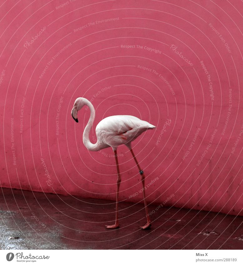 Flamgomin Animal Flamingo 1 Pink Bird Colour photo Multicoloured Deserted Copy Space top Animal portrait