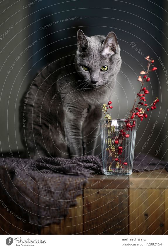 Russian Blue Cat and Red Berries Elegant Relaxation Bushes Scarf Animal Pet Animal face 1 Table Wooden table Glass Vase Looking Sit Beautiful Self-confident
